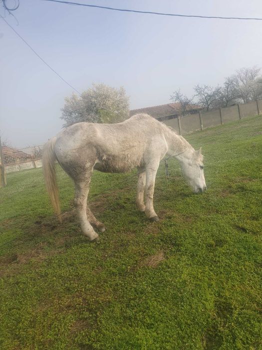 Vand iapa cuminte  , blanda