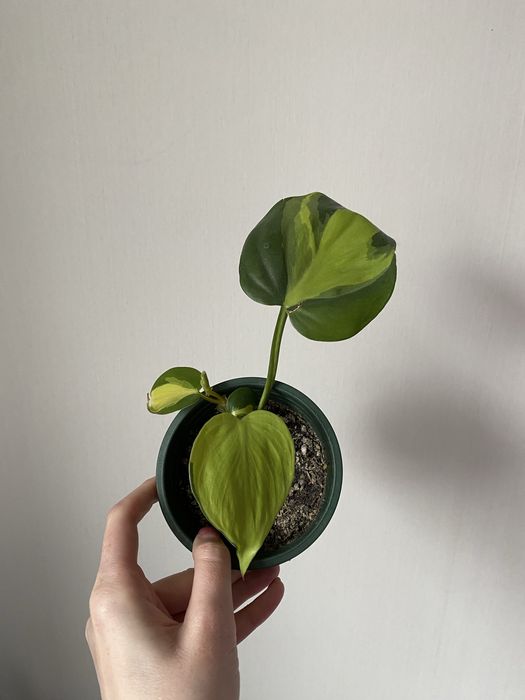 Филодендрон Бразил