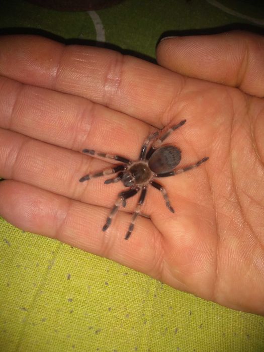 Тарантула tarantula