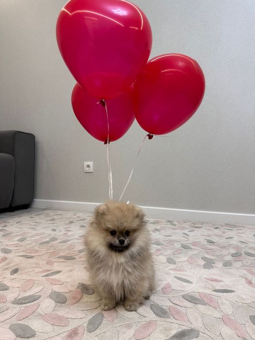 Щенок немецкого шпица