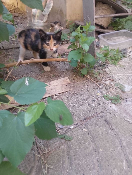 Подарявам котета