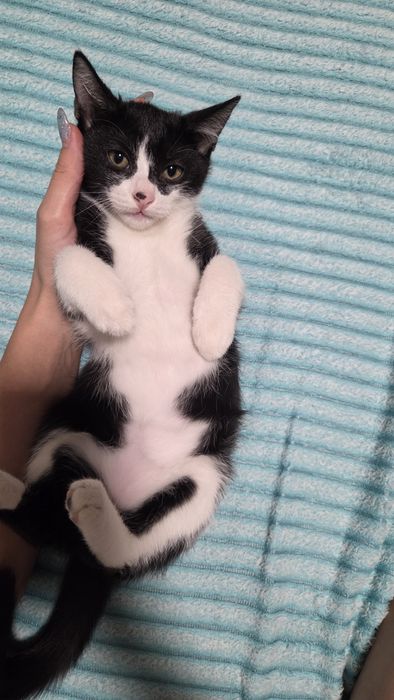 Котята в добрый руки