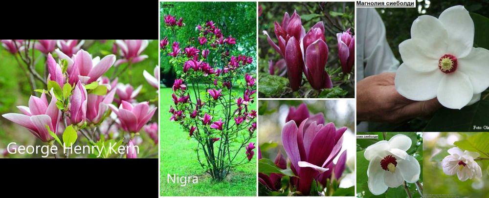 Магнолия - Magnolia НАЛИЧНИ 21 ВИДА Студоустoйчиви