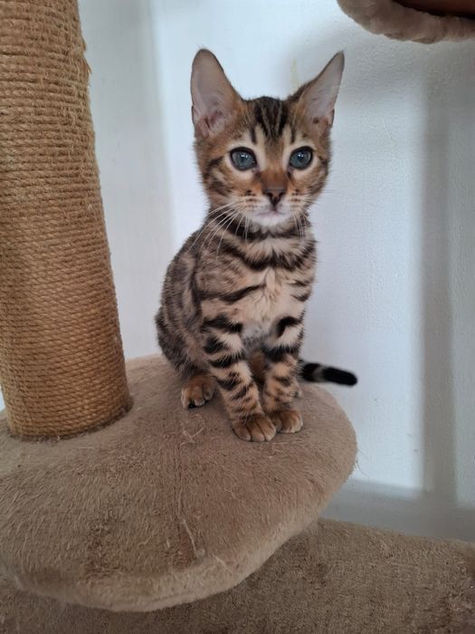 Продам бенгальских котят.