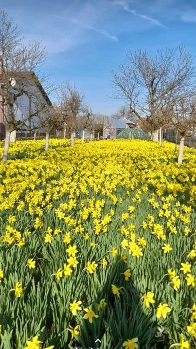 Bulbi narcise galbene