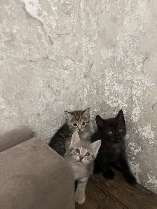 Котята в хорошие руки.