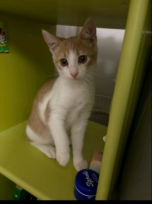 Подарявам мъжко коте на 4 месеца