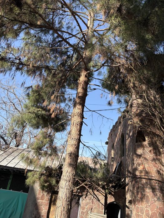 Дрова  дерево оконные раммы