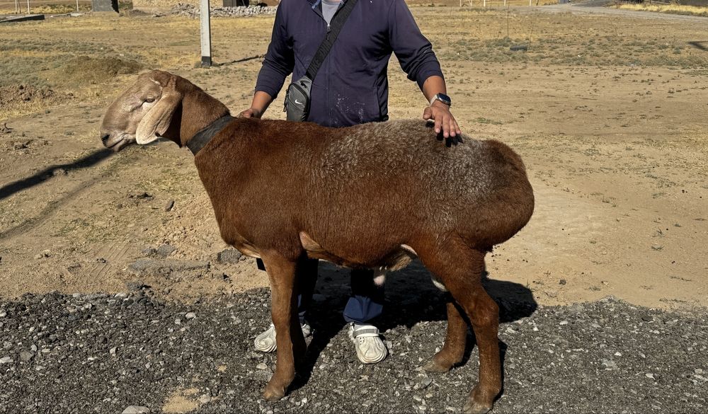 Продается арашан кочкорик для разведение!!