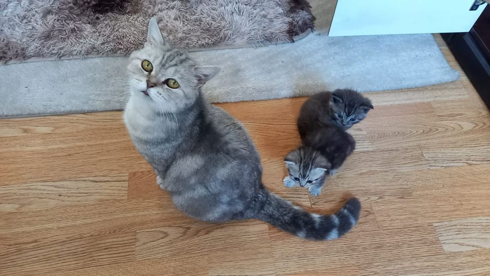 Отдам котят бесплатно