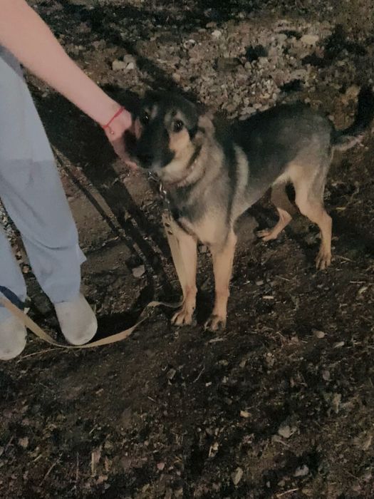 Молодой ласковый пес