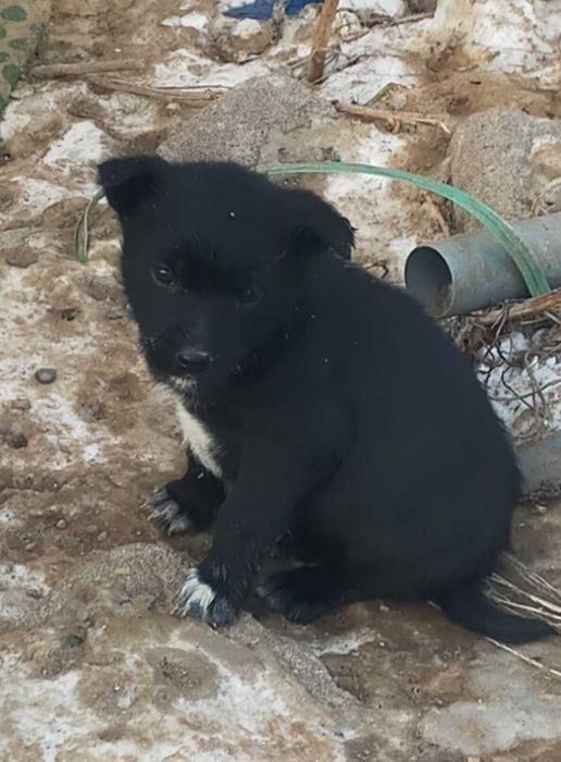 Бесплатно дарим щенков