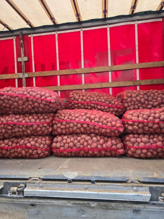 Cartofi de sămânță / pentru animale