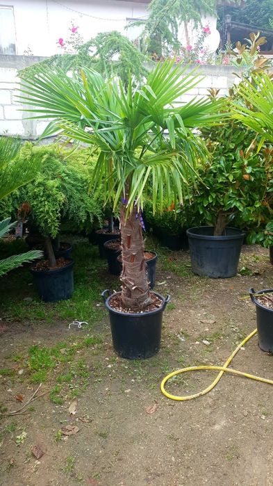 Vindem palmieri de mai multe specii