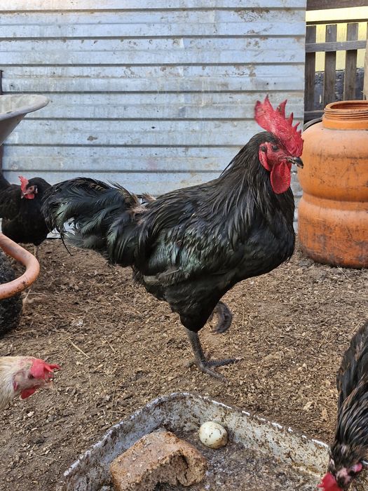 Продам петухов джерсиский гигант