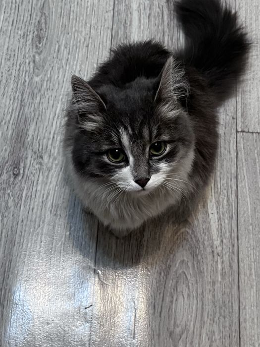 Отдам кошку в хорошие руки