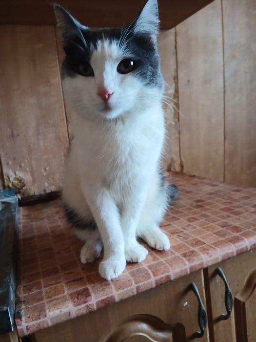 Отдам кота Тихона