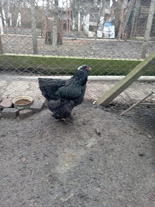 Găini Brahma Negru si Herminat Deschis