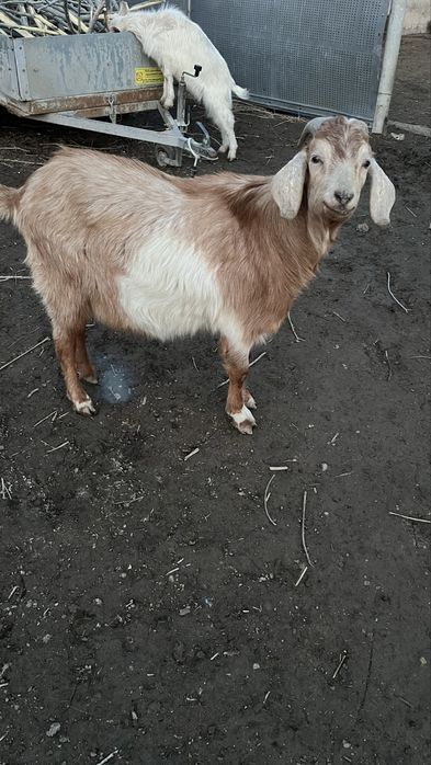 Теке 1 жасар. Англонуб