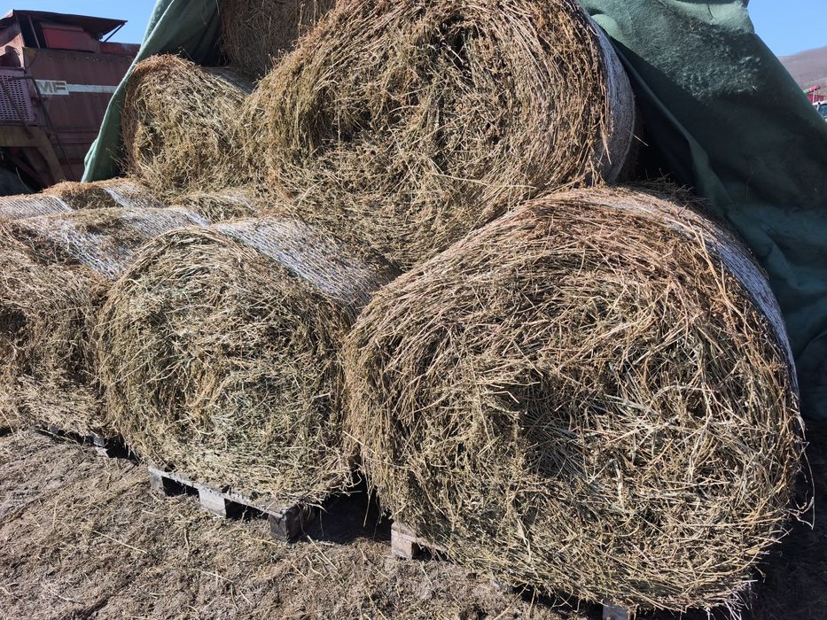 Vand baloti  lucerna ,coasa a doua ,280 ron