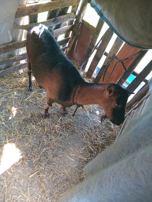 Care alpine originala