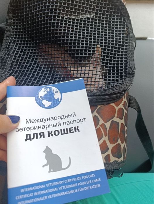 Продается кошка де эльф