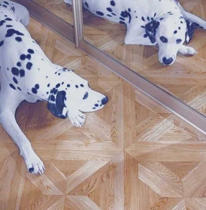 Далматин красивый