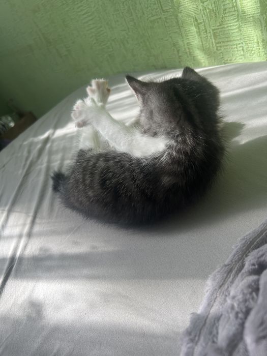 Девочка 1,5 месяца