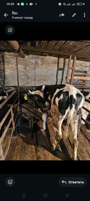 Продается телка.