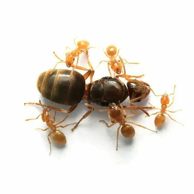 Муравьи Lasius Flavus