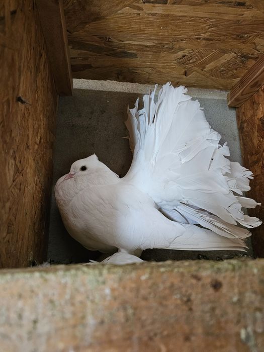 Porumbei voltat Indian