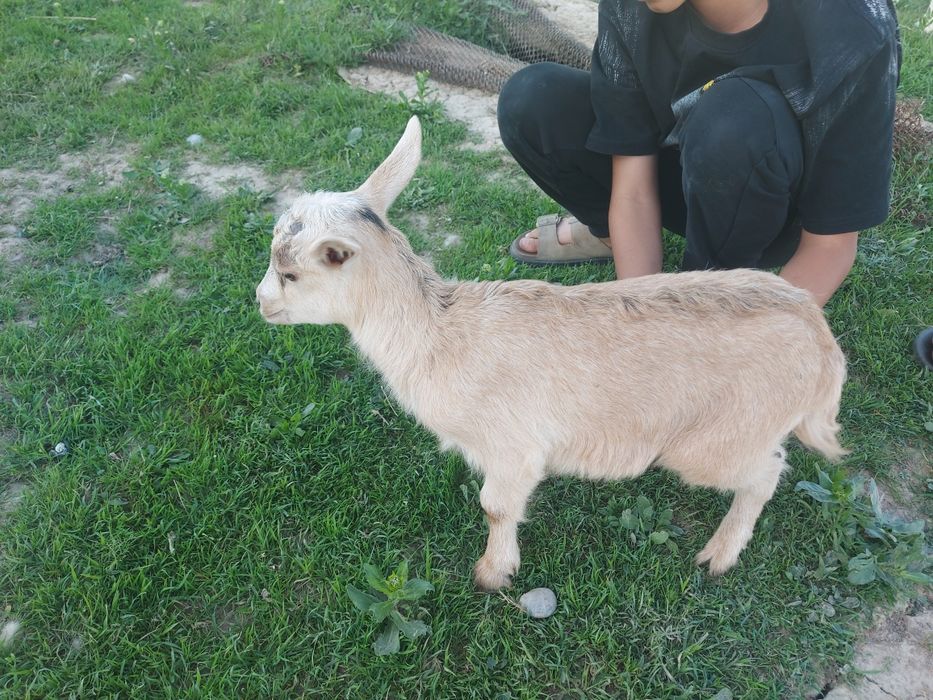 Лақтар продаётся 3