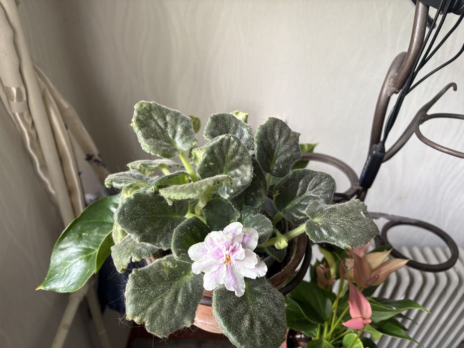 Продам комнатные растения