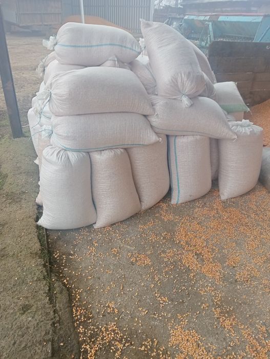 Porumb producție 2025