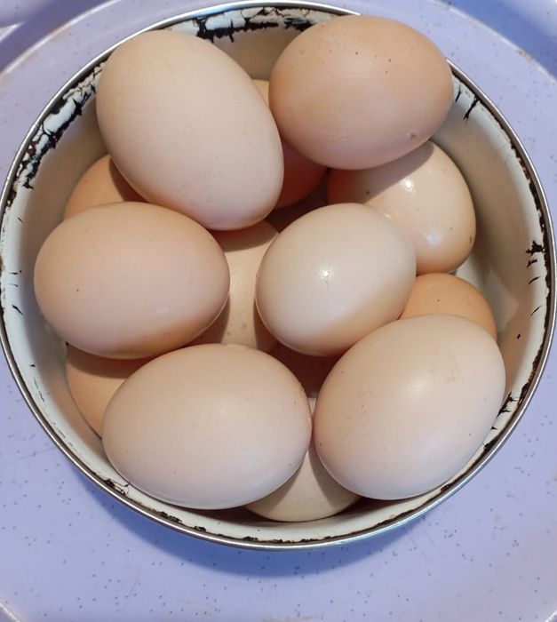 Продам яйцо домашнее