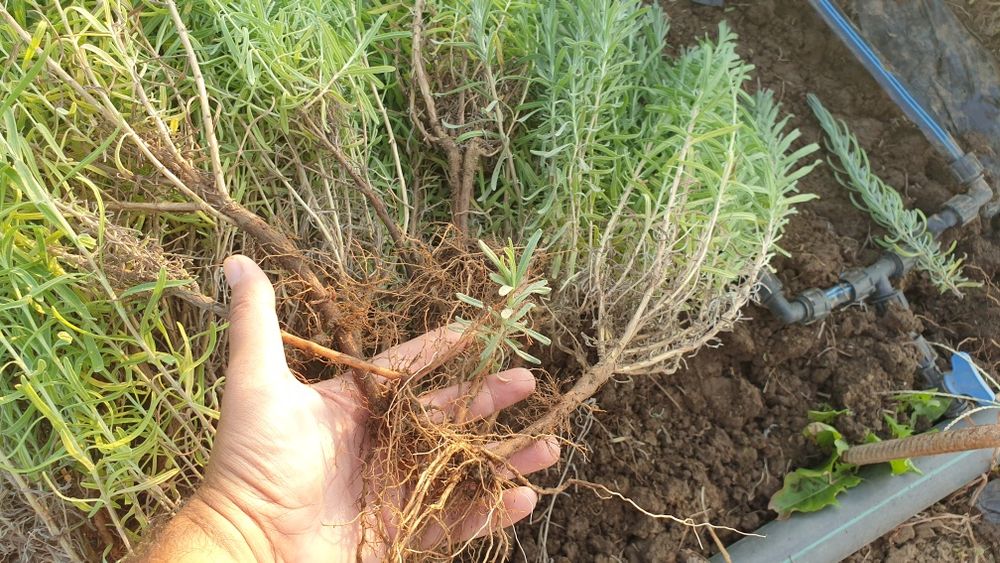 Butasi lavanda in București - frumoși