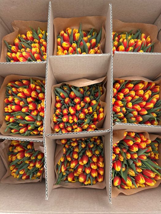 Тюльпаны премиум класса, с доставкой