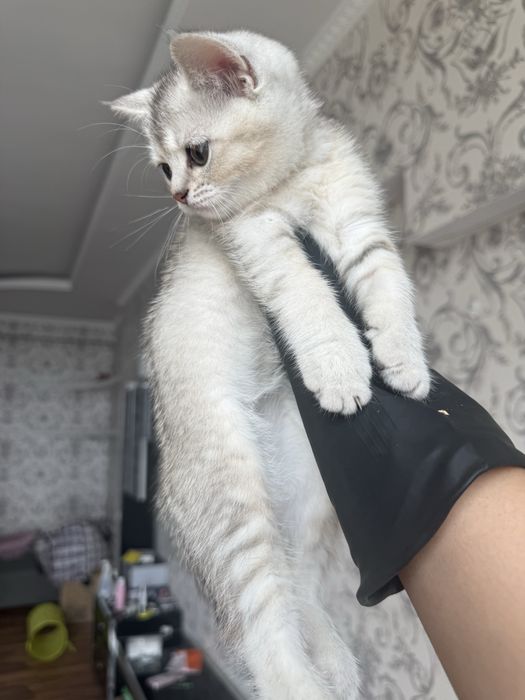 Британский шиншилла котёнок, девочка, 2 месяца, с документами