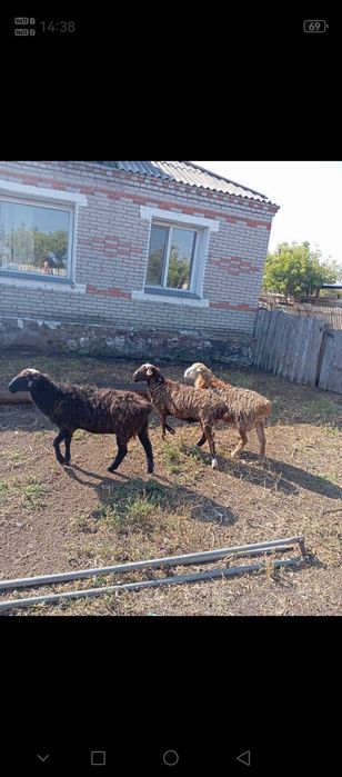 Продам овец кошкаров