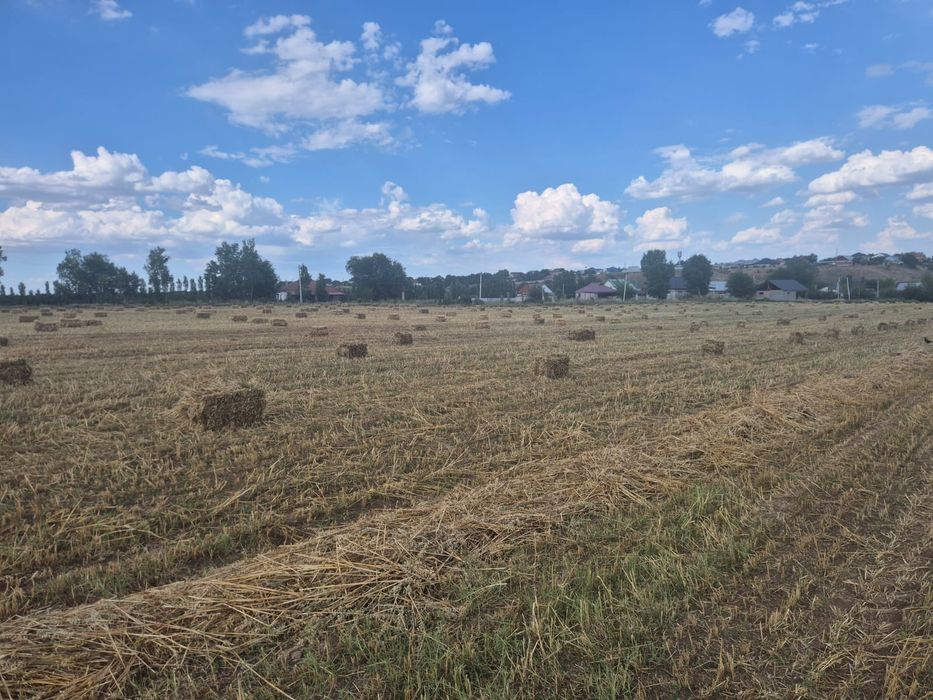 Продам сено в тюках Овёс