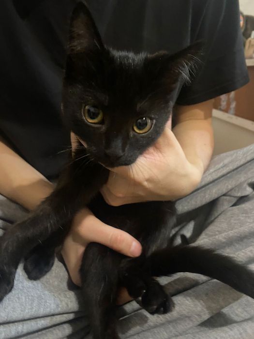 Отдам котенка мальчика бесплатно в добрые руки, умный и красивый