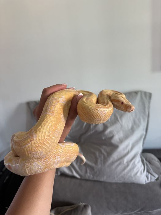 Боа Удушвач / Boa constrictor