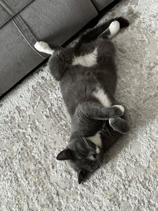 Отдам кошку бесплатно