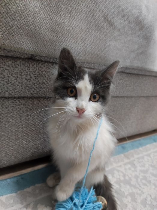 Котёнок, девочка