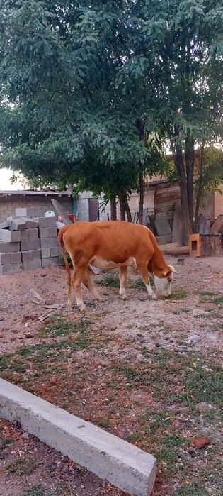 Сиыр: Симментальской , ак бас. Бұзаулары ұрғашы 
Про