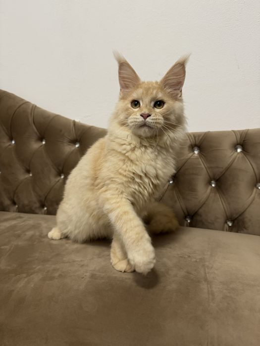 Femela maine coon felisa autorizata
