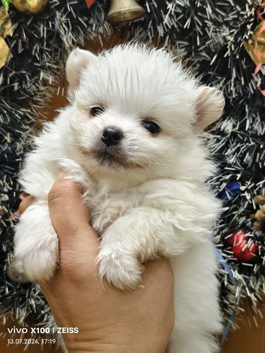 Продам щенков шпица.