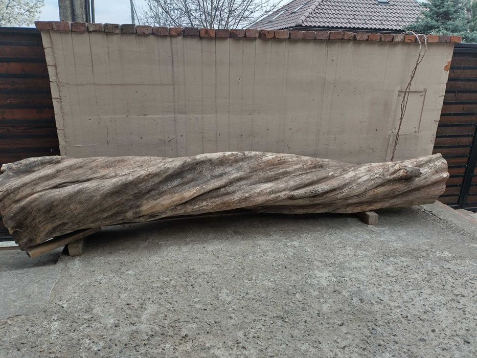 Trunchi/ buștean jugastru creț