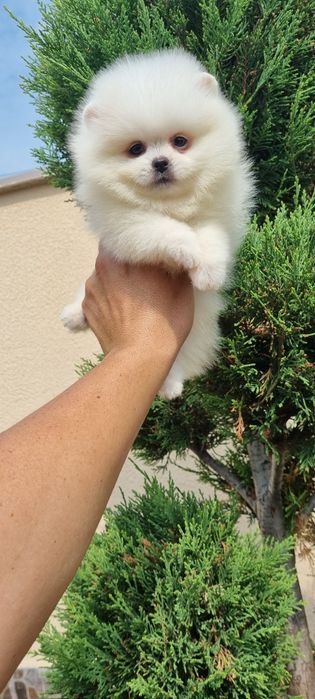 Померан  померан