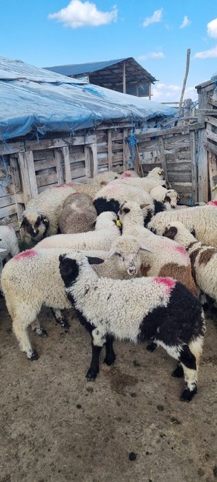 Oi, mieluțe și capre